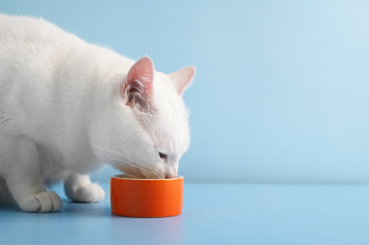 a white cat drinking water