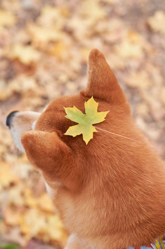 A leaf fell on the dog's head
