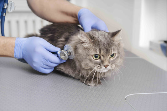 5 Common Health Problems in Senior Cats — What Every Pet Parent Should Know