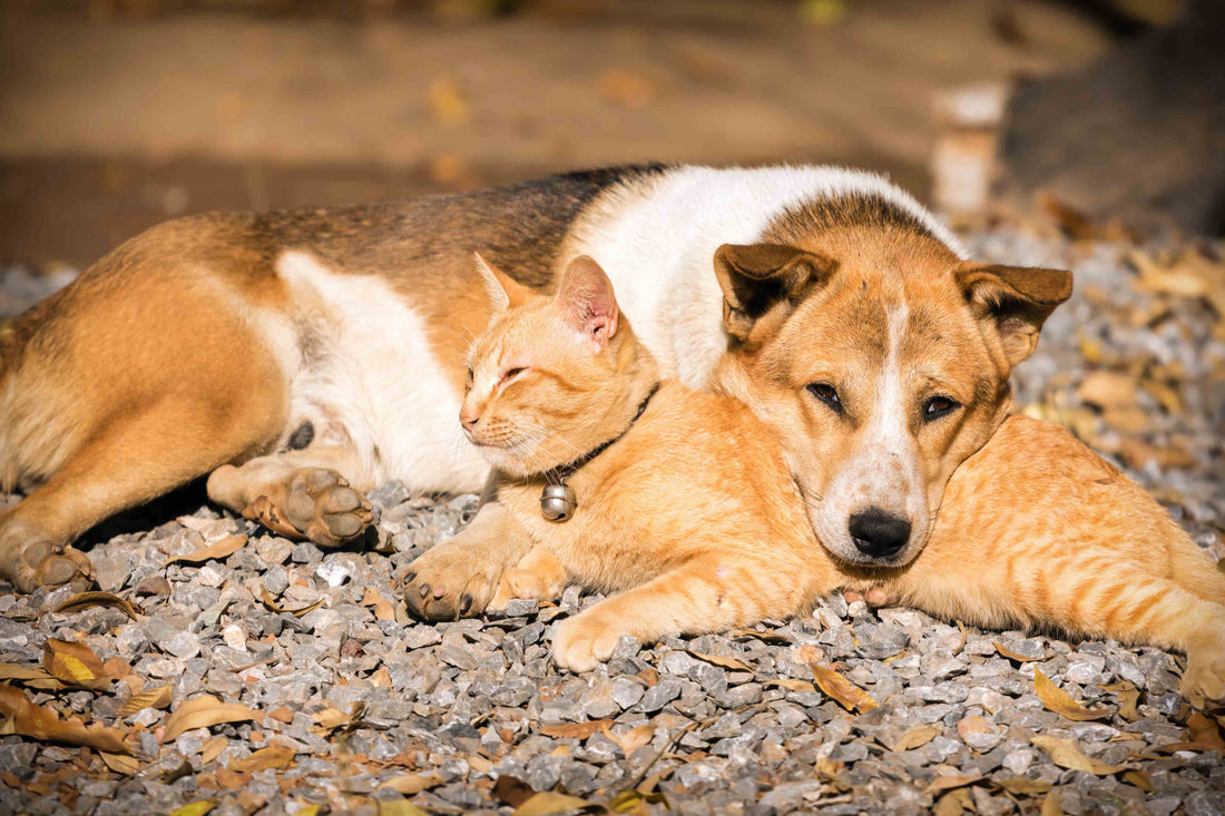 A cat and a Dog lying together