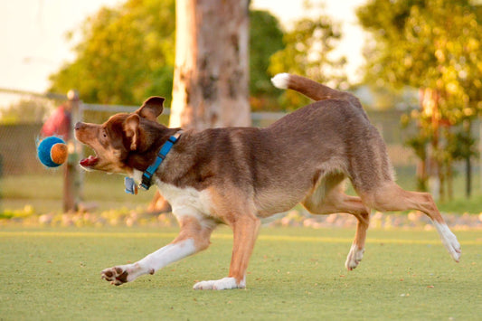 A young brown and white dog wearing a blue collar runs on grass while chasing a blue and orange ball in a park, with trees and a fence in the background.