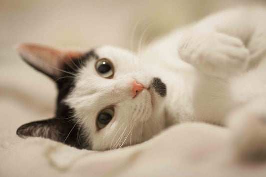 Close-up of a black and white cat with wide green eyes and a pink nose lying on a soft surface .