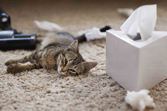 pet cat making mess on blanket and owner cleaning it