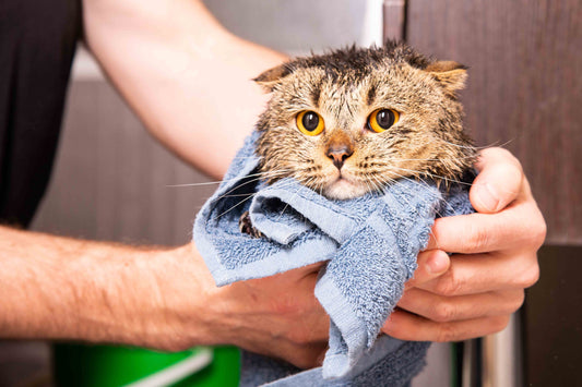 Using a blue towel to dry a wet cat