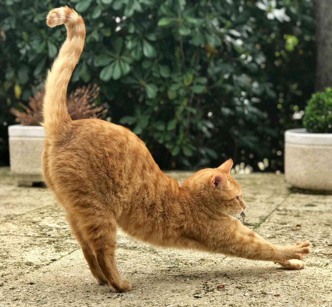 Reading Cats' Moods from Their Tail