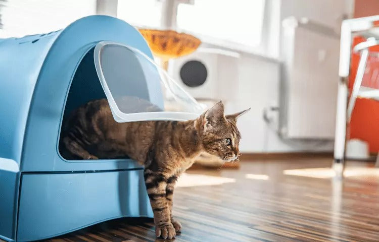 Tabby cat stepping out of a blue covered litter box in a bright indoor room with wooden flooring.
