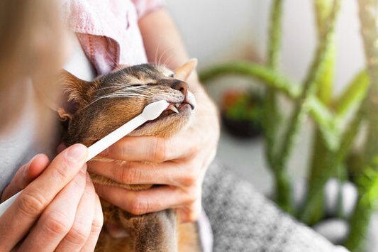 Frequently Asked Questions About Cat Teeth Brushing