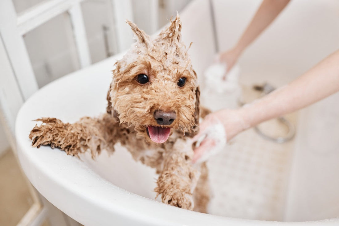 Dog getting a bath with shampoo in a bathtub