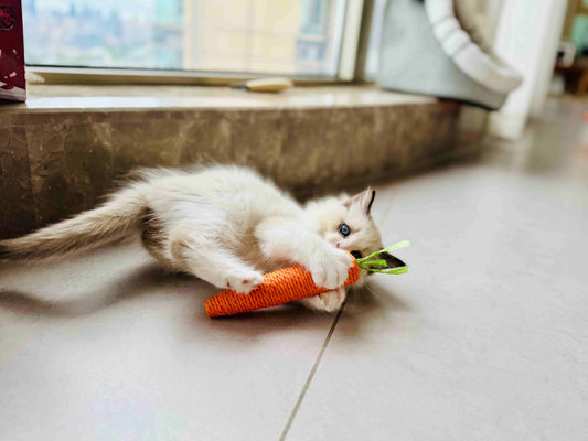 Cat plays with toy