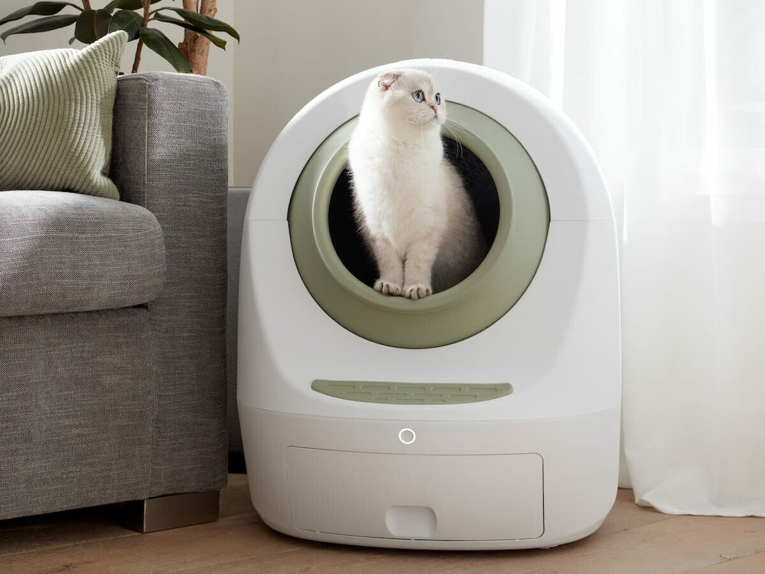 A white cat sits inside a modern, oval-shaped smart litter box next to a gray couch and white curtains, looking to the side with a calm and curious expression.