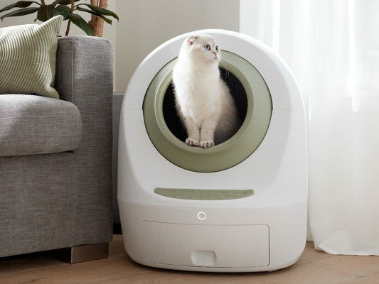 A white cat sits inside a modern, oval-shaped smart litter box next to a gray couch and white curtains, looking to the side with a calm and curious expression.