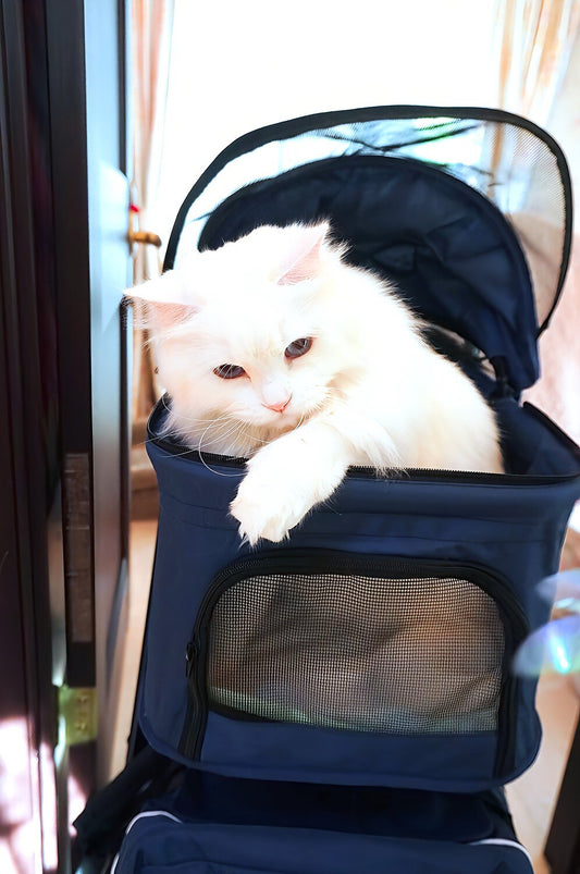 How to Get Your Cat Comfortable With a Carrier (Even If She’s Terrified)