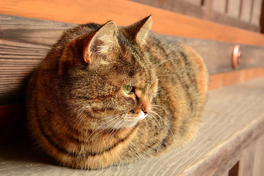 A aging cat laying on the bench