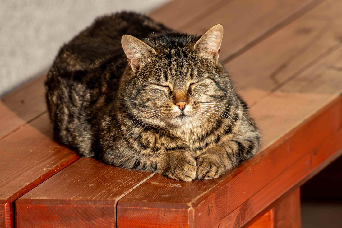 Caring for Senior Cats — Nutrition, Daily Routines & Health Tips