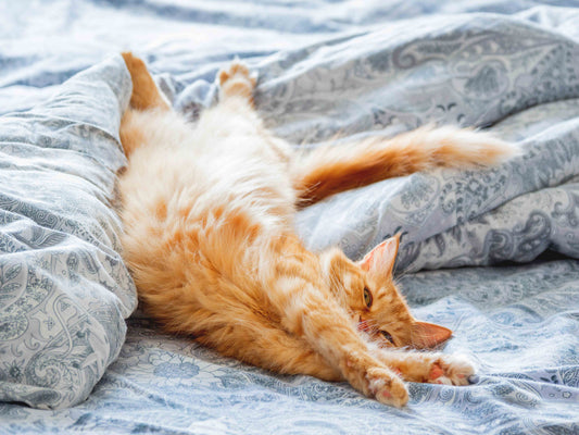 A cute ginger cat lying on bed