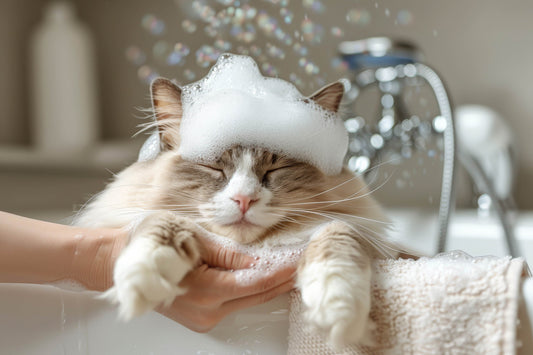 cat bathing at home