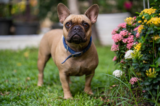 Boogie, a Bulldog sniffs flowers