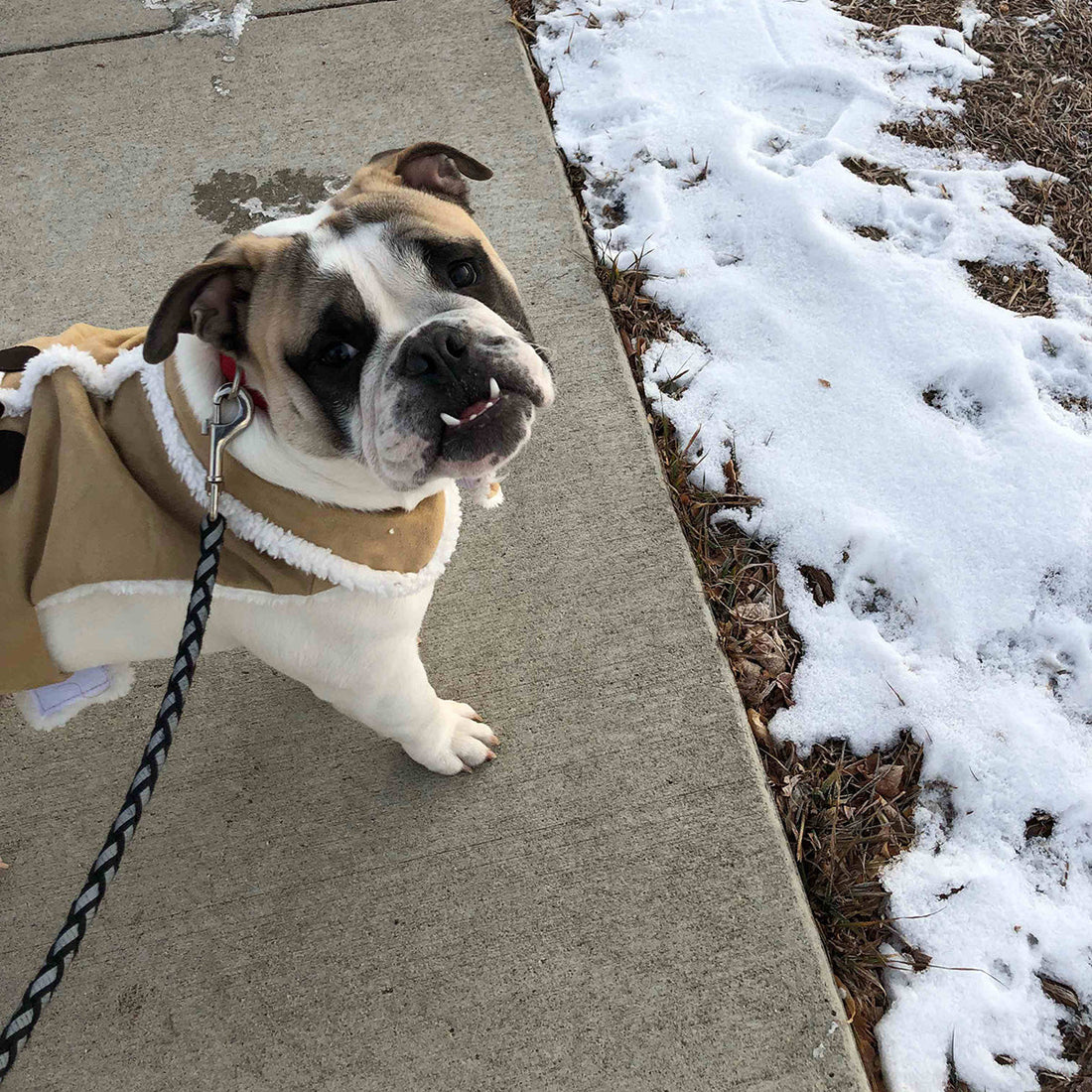 A bulldog wearing a tan coat stands on a leash on a sidewalk beside a patch of snow, tilting its head up toward the camera.