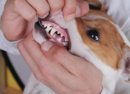 Can Dogs Get Stomatitis? Is Excessive Drooling a Warning Sign?