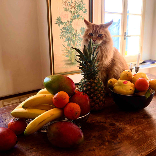 A Cat with fruits