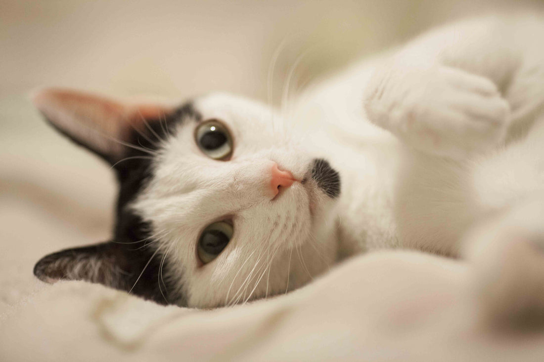 Close-up of a black and white cat with wide green eyes and a pink nose lying on a soft surface .