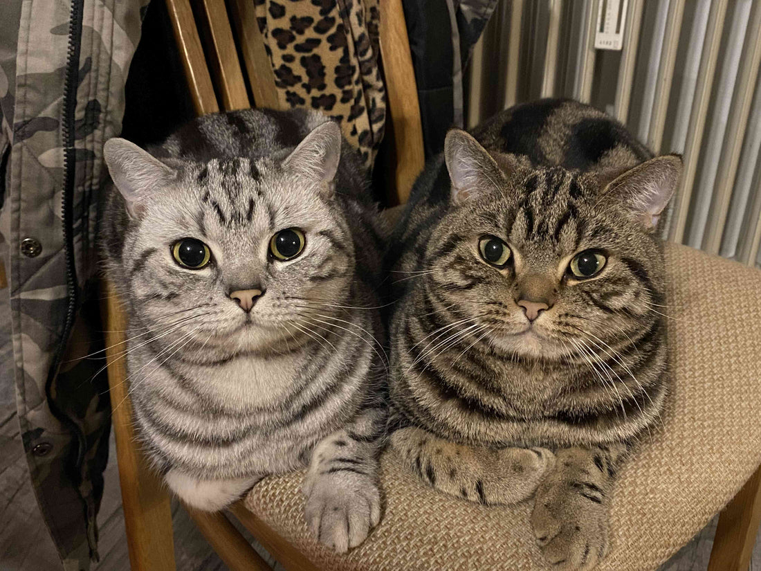 zwei katze sitzen zusammen