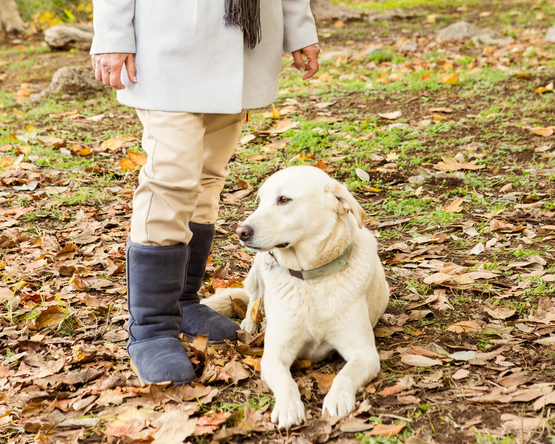 Senior dog resting comfortably outdoors while spending time with owner