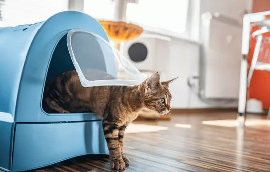 Tabby cat stepping out of a blue covered litter box in a bright indoor room with wooden flooring.