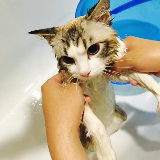 The Complete Guide to Bathing Long-Haired Cats at Home
