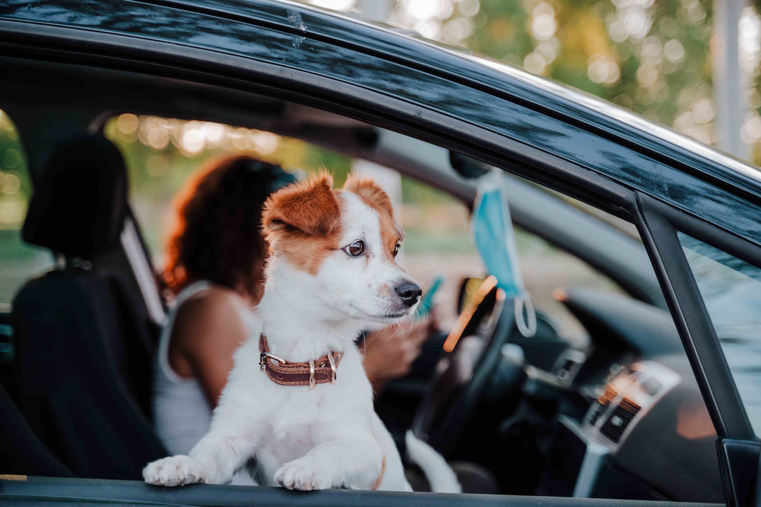 Do All Dogs Really Enjoy Car Rides? Not Always — and That’s Okay