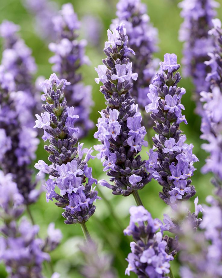 Lavender Extract