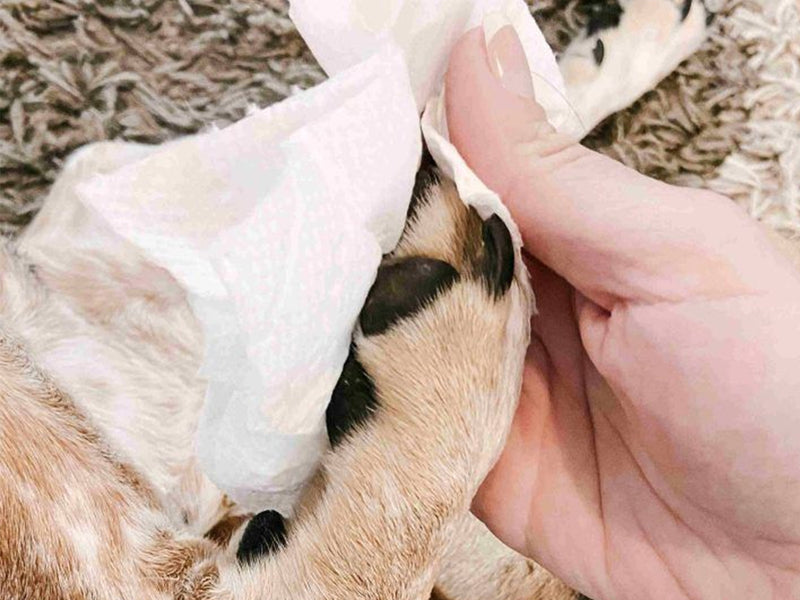 Step 1 - Clean the Paw