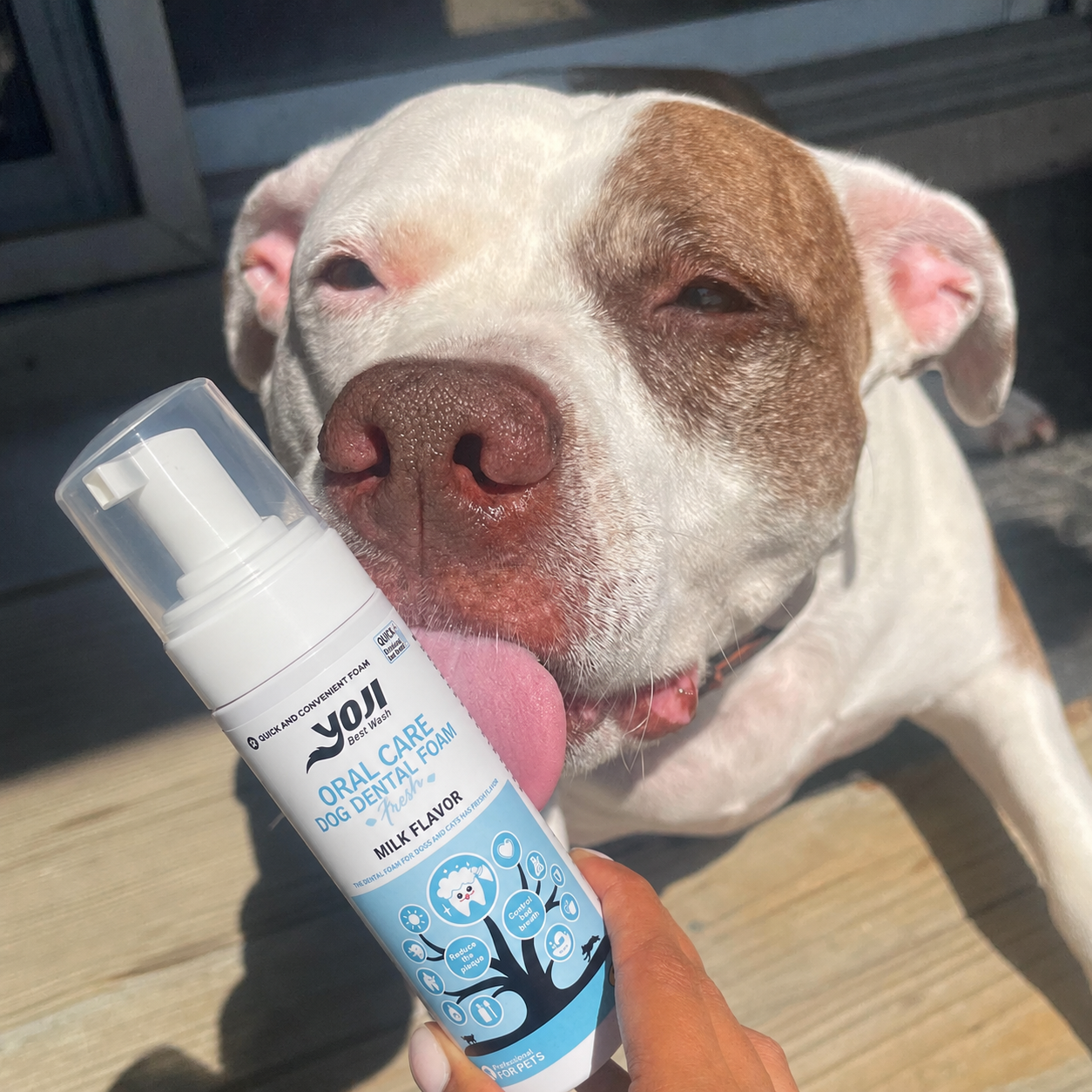 Dog enjoying petsgofun dental foam while highlighting APPA member pet industry trust for daily oral care