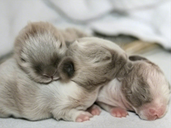 Three Baby Small Pets lying together