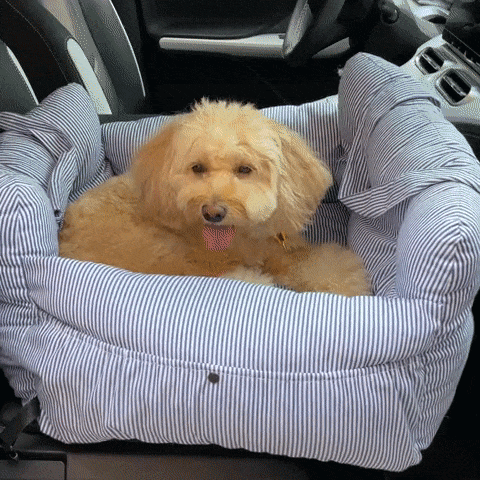 CS46 Pet Carrier Car Seat Sofa suit for Home and Car indoor and outdoor