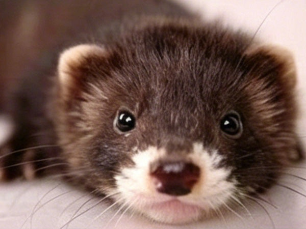 A Ferrets Staring on the screen