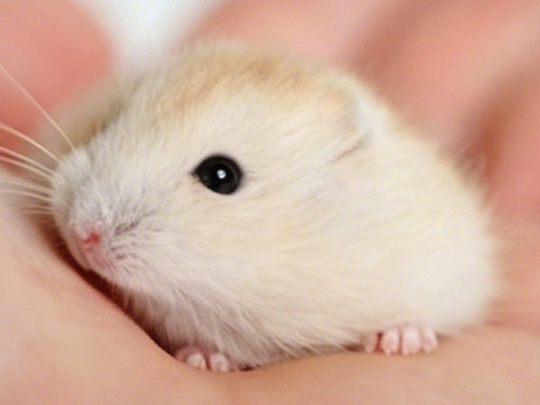 Hamster resting on an open palm