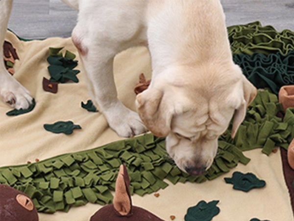 Let your dog sniff and search for the treats