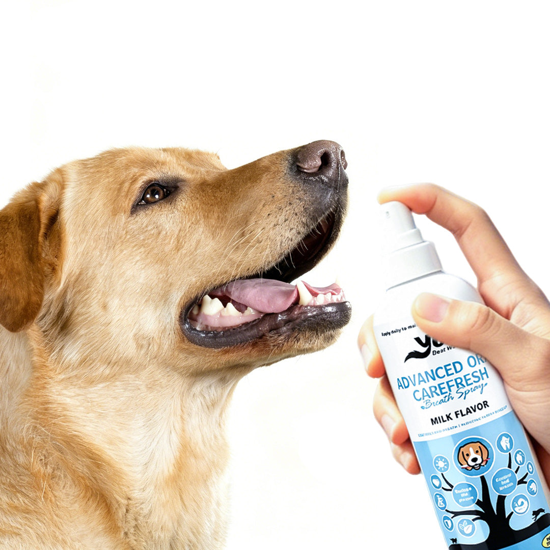Milk flavor dog dental spray being applied to help freshen breath and support daily oral care