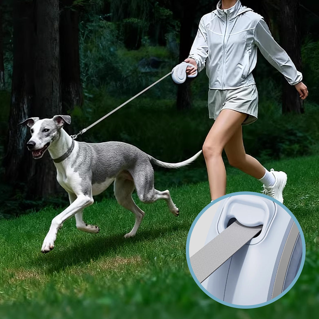 Dog walking freely with strong nylon tape retractable leash outdoors