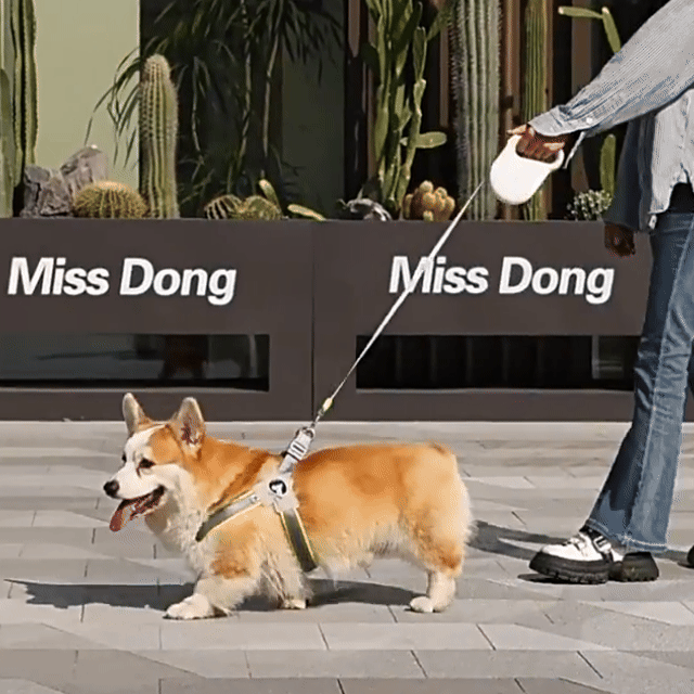 Dog walking outdoors with a 5 m retractable leash, showing adjustable freedom and smooth extension