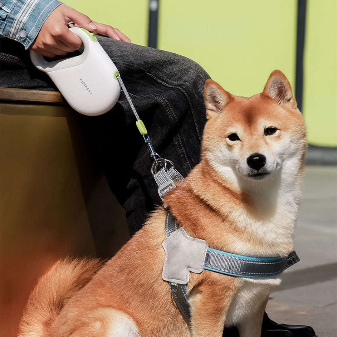 Dog wearing harness connected to retractable leash during a walk