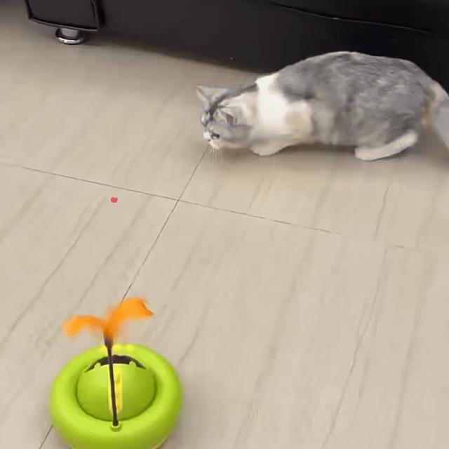 Cats playing with RC Treat-Dispensing built-in red laser