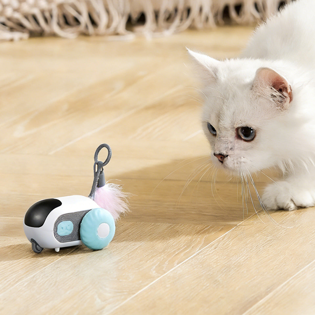 Cat playing with interactive remote Car