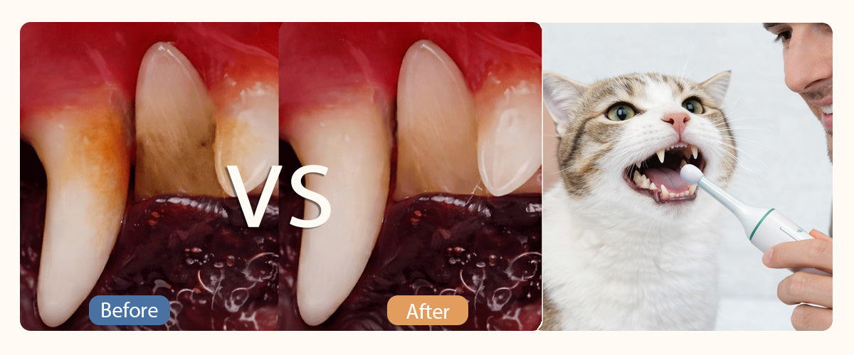 Before and after comparison showing improved cat teeth appearance with daily oral care