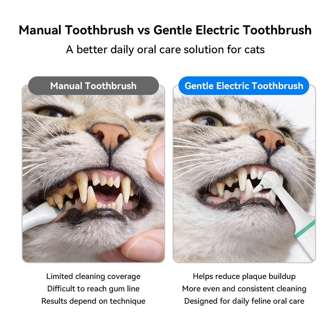 Comparison showing improved cat teeth appearance after regular oral care
