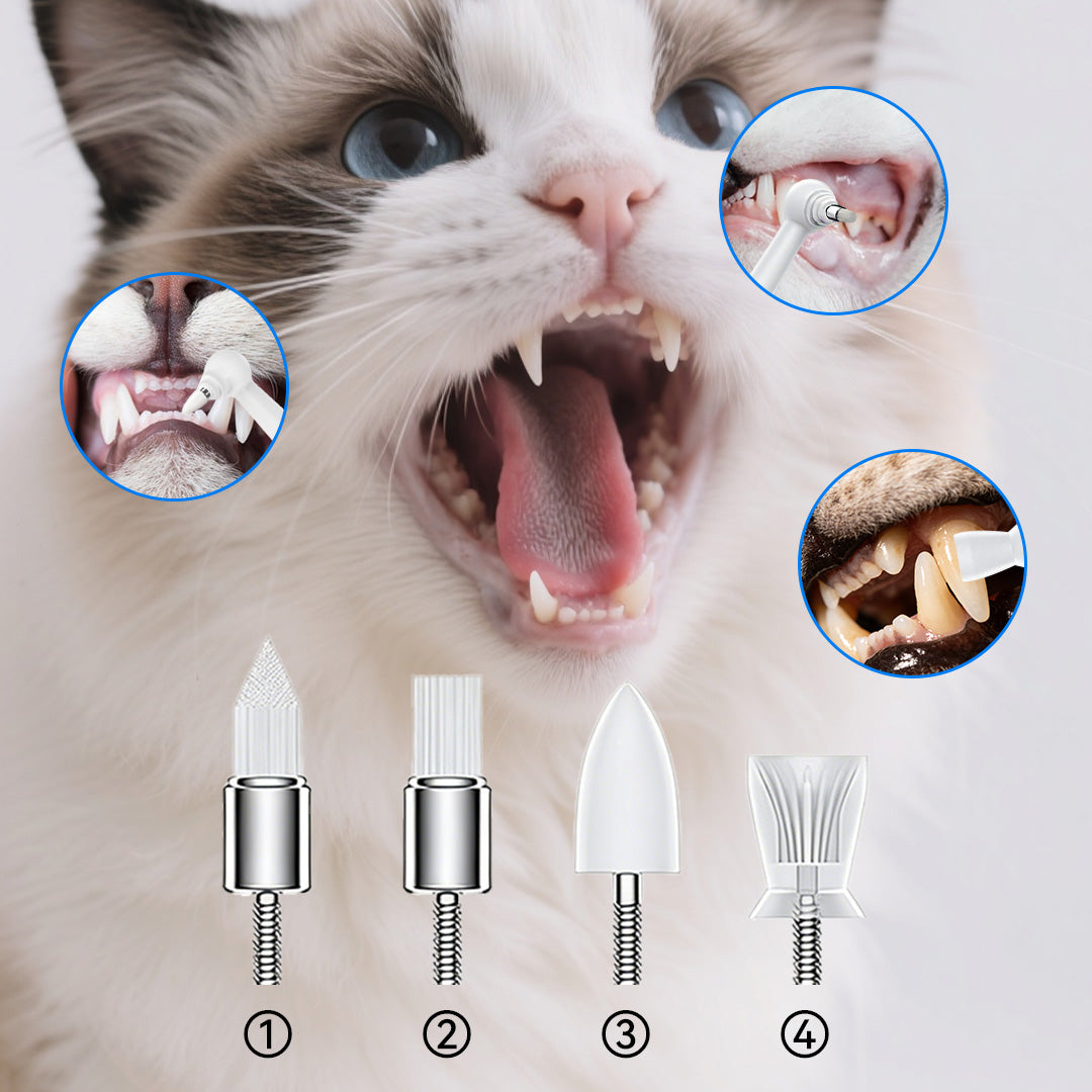 Electric cat toothbrush with four interchangeable brush heads designed for different feline oral care needs