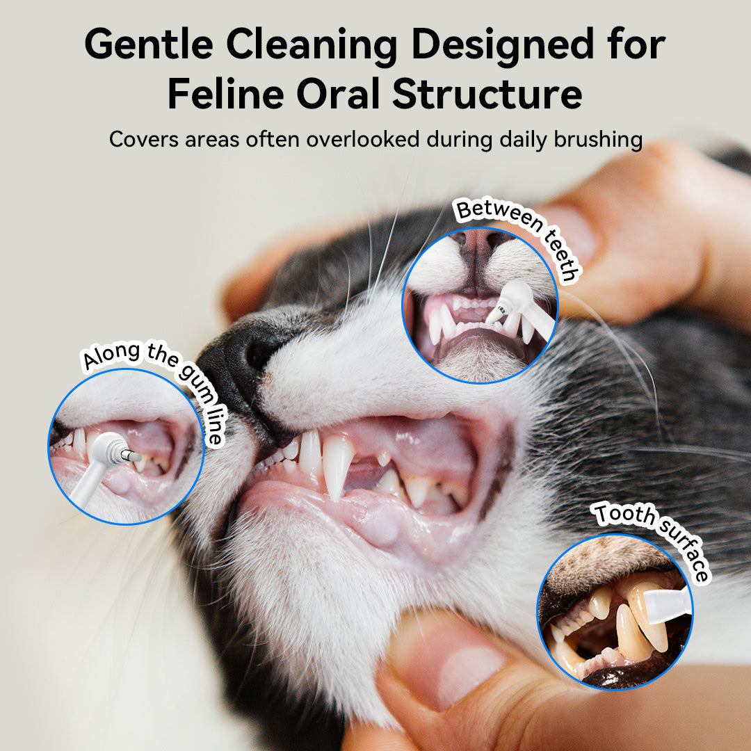 Electric toothbrush designed for feline oral structure