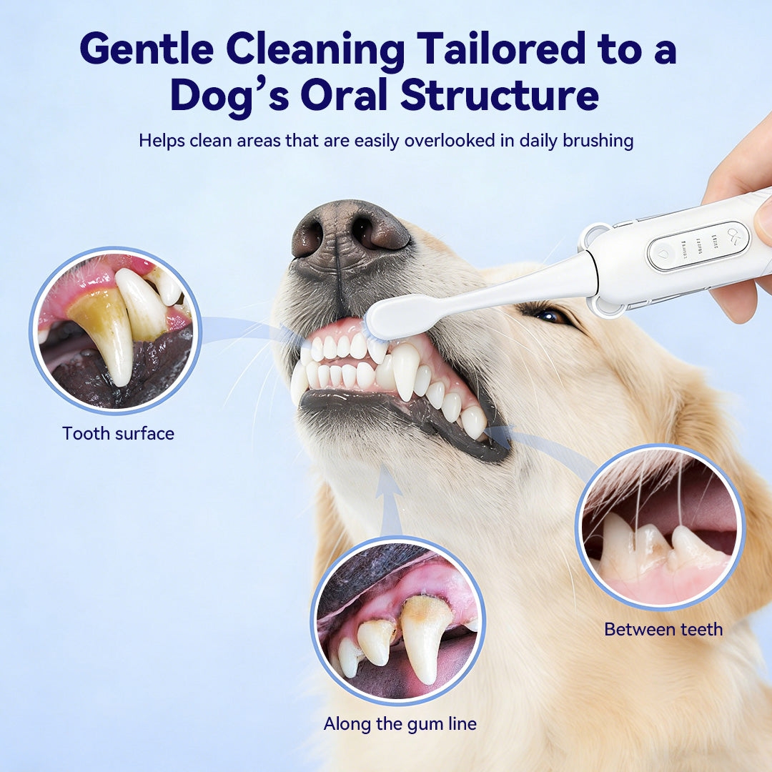 Gentle cleaning tailored to a dog's oral structure, targeting tooth surface, between teeth, and along the gum line — areas easily overlooked in daily brushing.