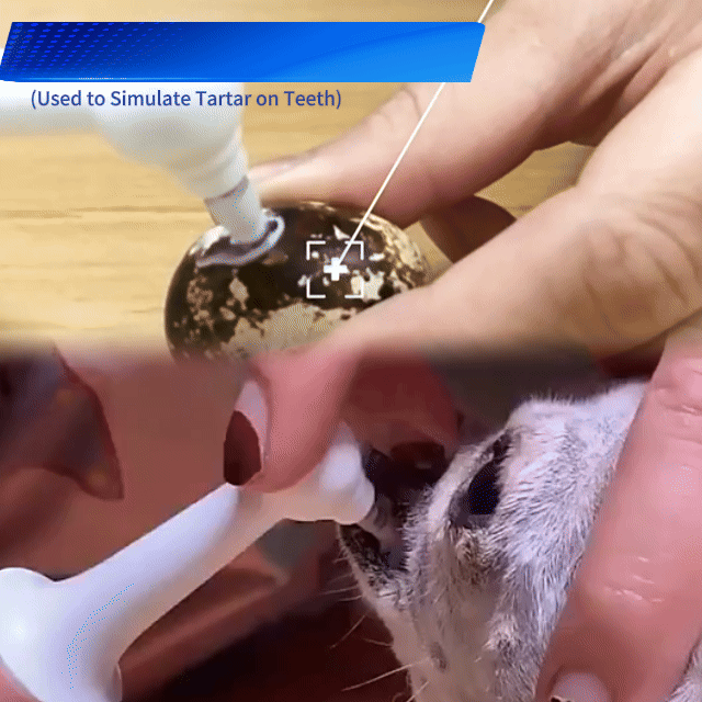 Demonstration showing gentle contact of an electric cat toothbrush to help reduce plaque and tartar buildup